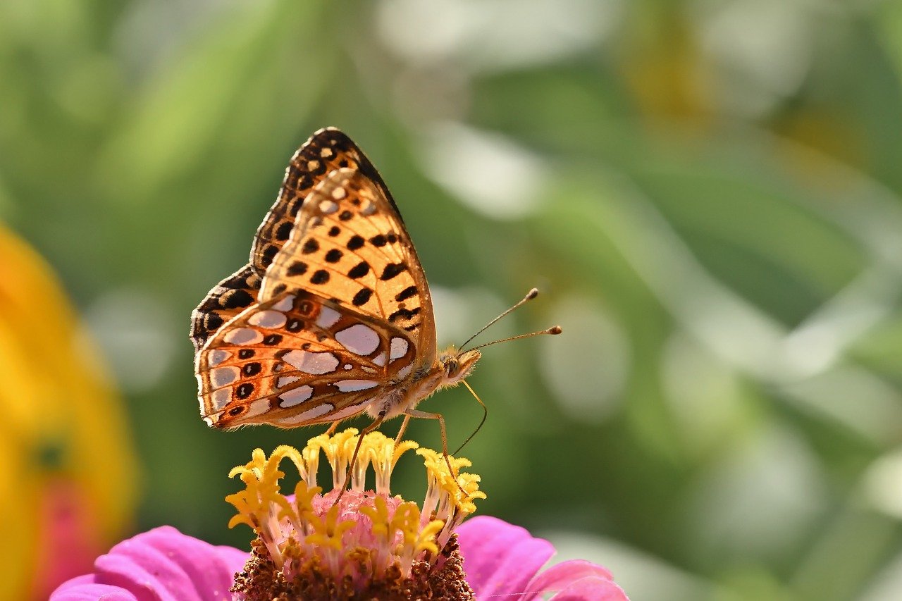 Growing and Decorating with Zinnias